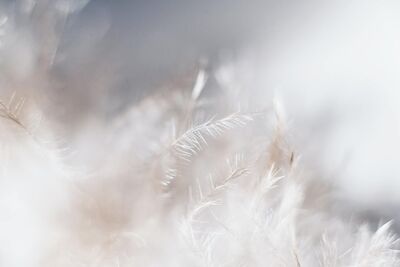Photo de plumes