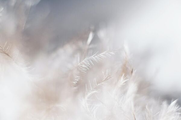 Photo de plumes