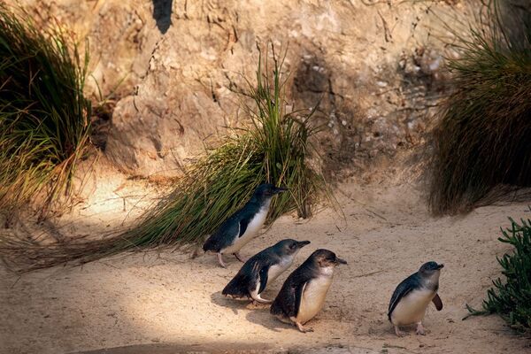 Nouvelles solutions d’éclairage Wild-Light de WE-EF